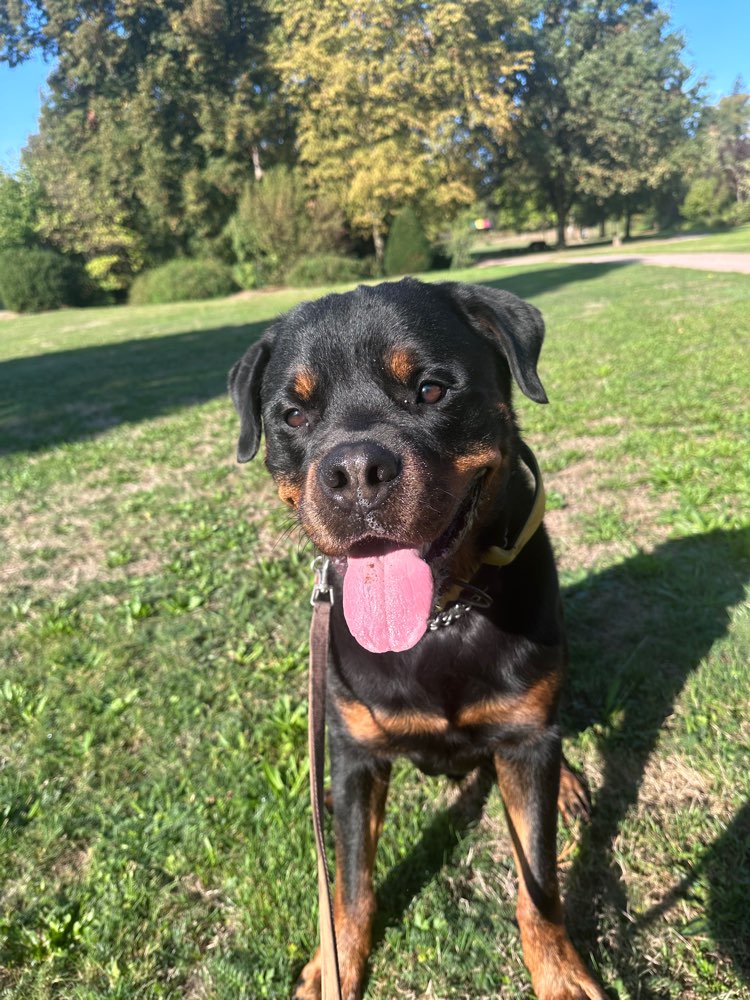 Hundetreffen-Spielerunde-Profilbild