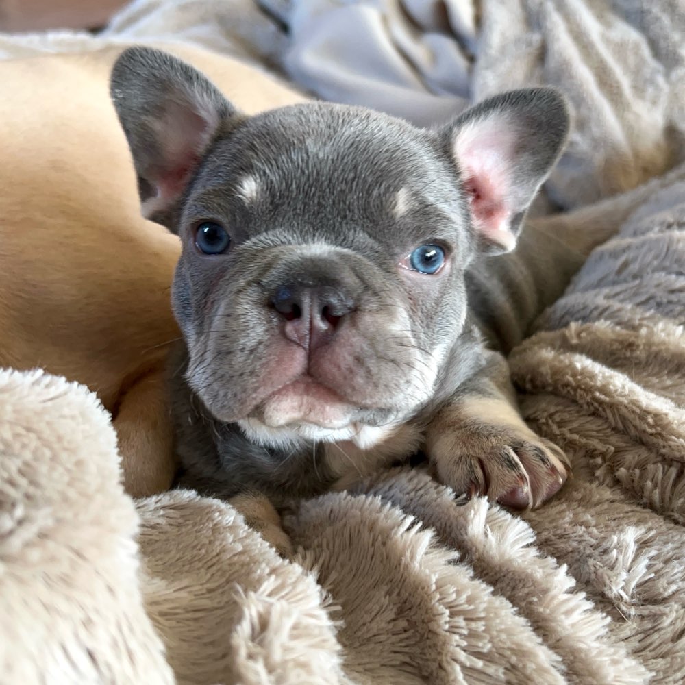 Hundetreffen-Spieltreff für kleine / junge Welpen-Profilbild