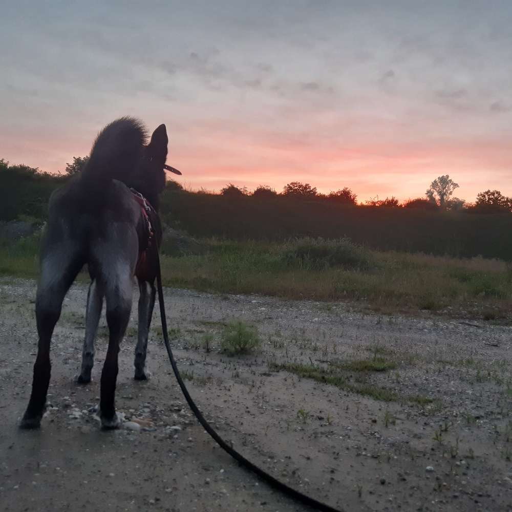 Hundetreffen-Trainingsspaziergänge/Sozialwalks/Hundefreundschaften aufbauen-Profilbild