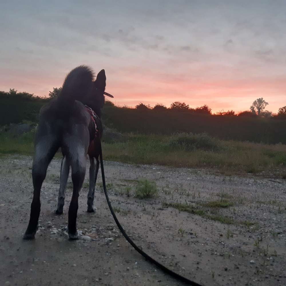 Hundetreffen-Social-Walk-Profilbild