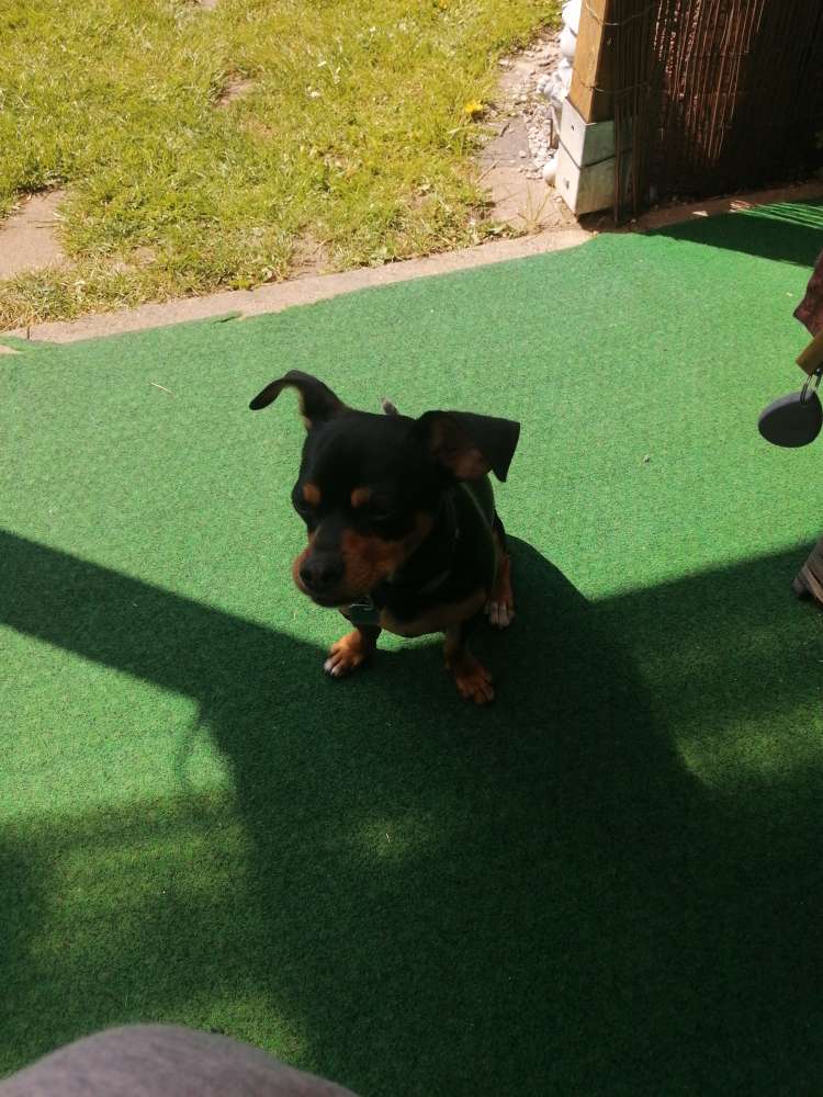 Hundetreffen-Hunde treffen zum angewöhnen-Profilbild