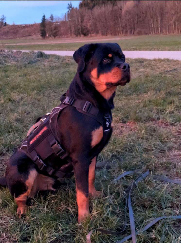 Hundetreffen-Gassi- und / oder Spieltreffen-Profilbild