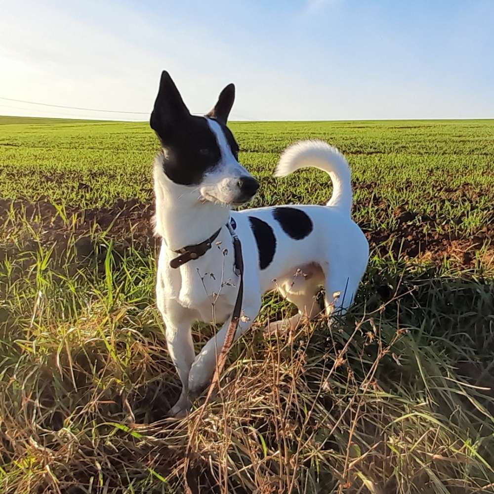 Hundetreffen-Spieltreffen-Profilbild