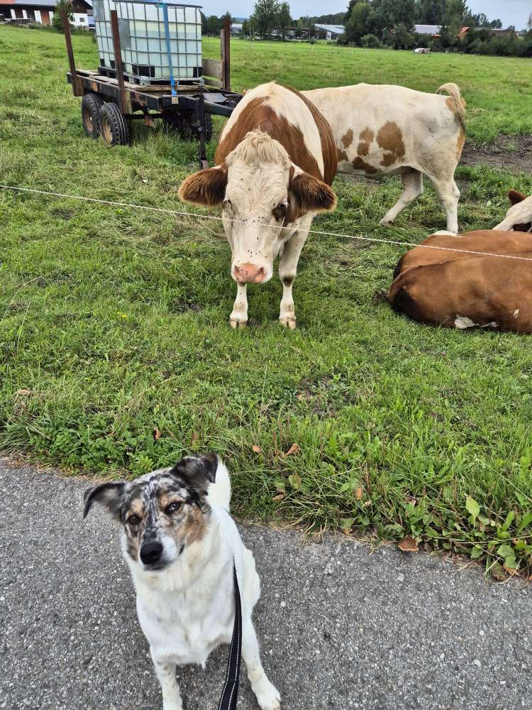 Hundetreffen-Social Walk  mit Übungen-Profilbild