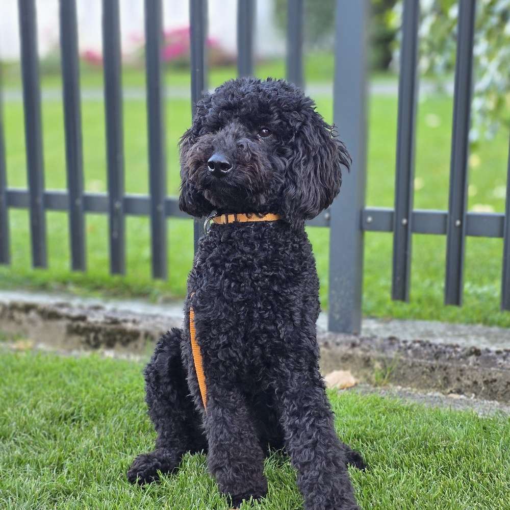 Hundetreffen-Spielen und Spezierengehen-Profilbild