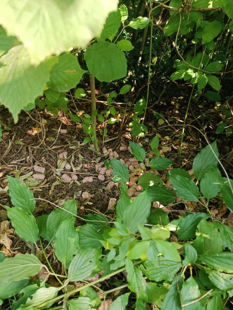 Giftköder-Verdacht auf Giftköder-Profilbild