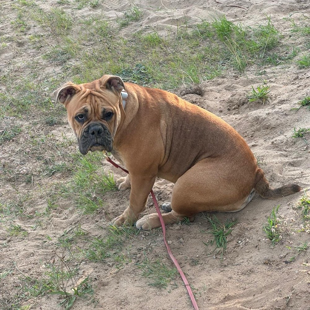 Hundetreffen-Gassi gehen-Profilbild