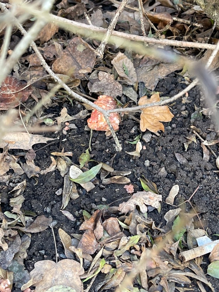Giftköder-Fleisch Reste-Profilbild