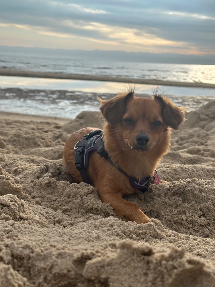 Hundetreffen-Spazieren, spielen und trainieren-Profilbild