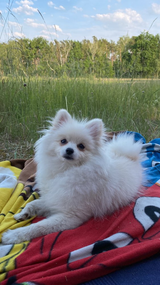 Hundetreffen-Spielkameraden gesucht-Profilbild