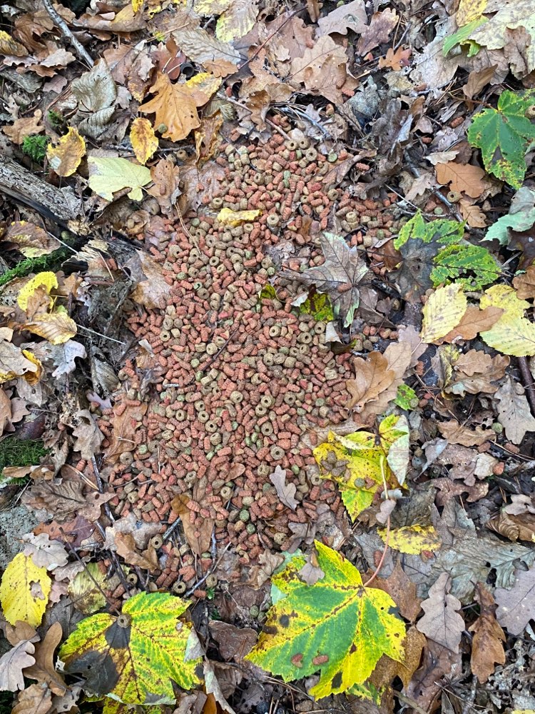 Giftköder-Verdächtiges Futter im Wald!-Profilbild