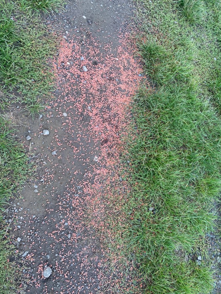 Giftköder-Roter gebeizter Weizen auf dem Feldweg-Profilbild