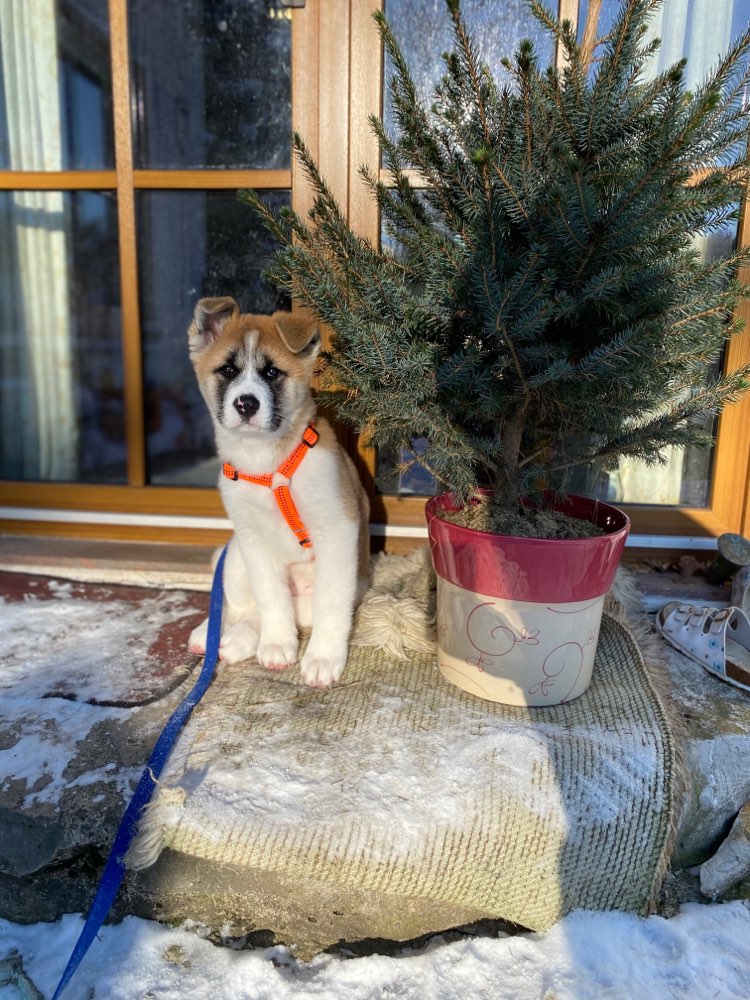 Hundetreffen-Schöne Spaziergänge / Welpentreffen / Hundefreunde finden-Profilbild
