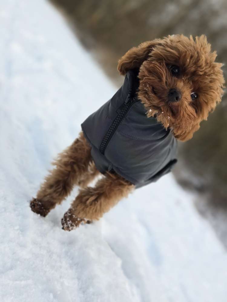 Hundetreffen-Molly sucht Gassi-Gesellschaft-Profilbild