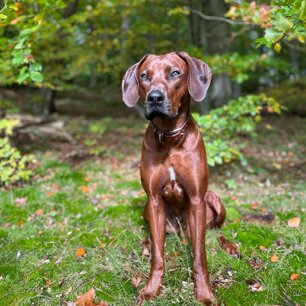 Hundetreffen-Junghund sucht Spielgefährten-Profilbild