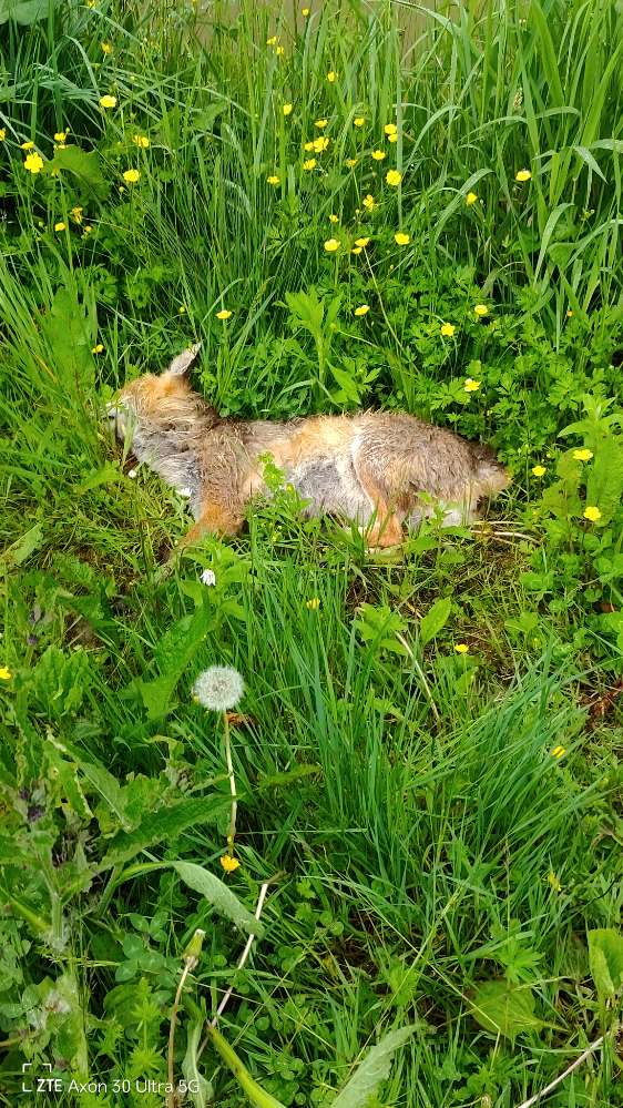 Giftköder-Toter Fuchs-Profilbild
