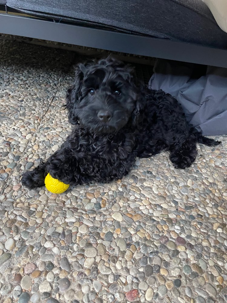 Hundetreffen-Welpentreffen Nähe Buseck-Profilbild