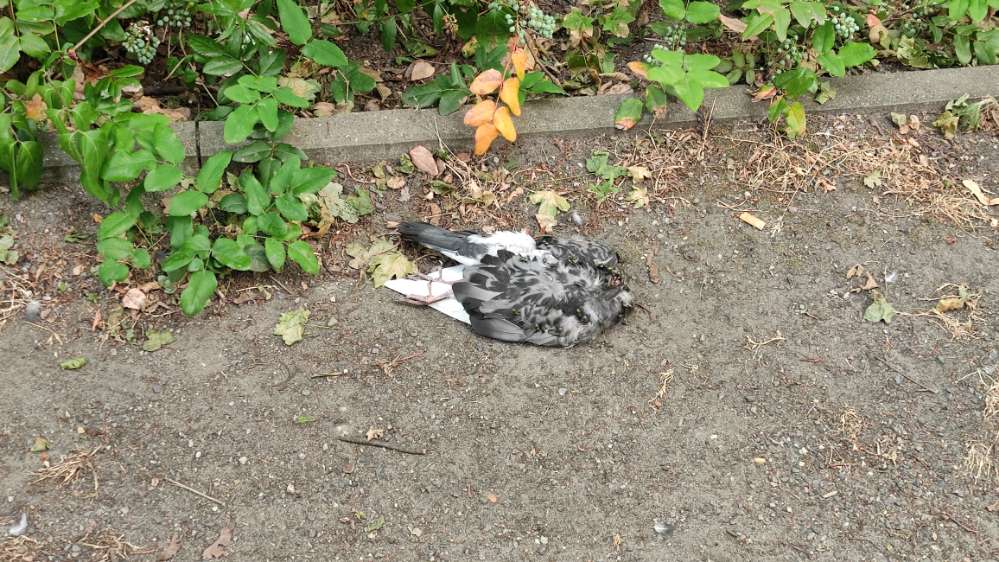 Giftköder-Tote Taube-Profilbild