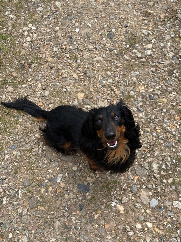 Hundetreffen-Spielfreunde gesucht-Profilbild