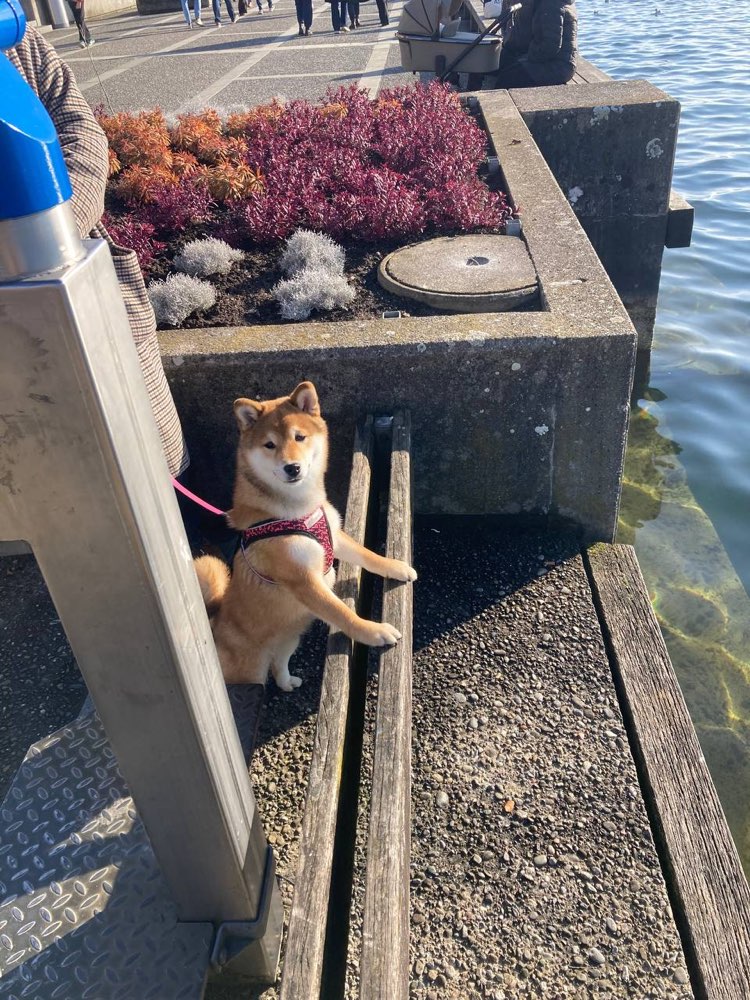 Hundetreffen-Spielpartner für junge Shiba Hündin gesucht-Profilbild
