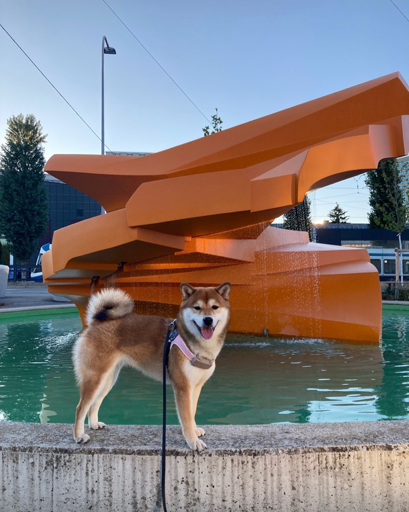 Hundetreffen-Playdate & Social walk-Profilbild