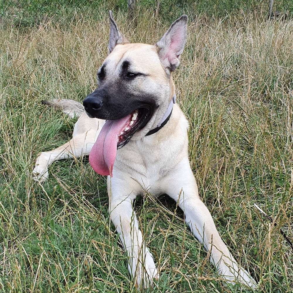 Hundetreffen-Hundefreunde zum lernen und Spielen gesucht😊🐕-Profilbild