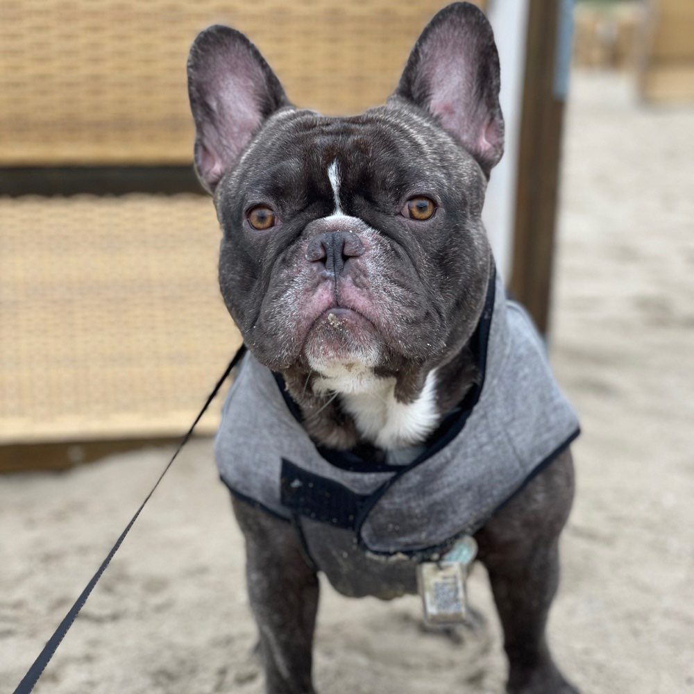 Hundetreffen-Spielrunde? wenn du genau so verrückt und verspielt bist🥰!-Profilbild