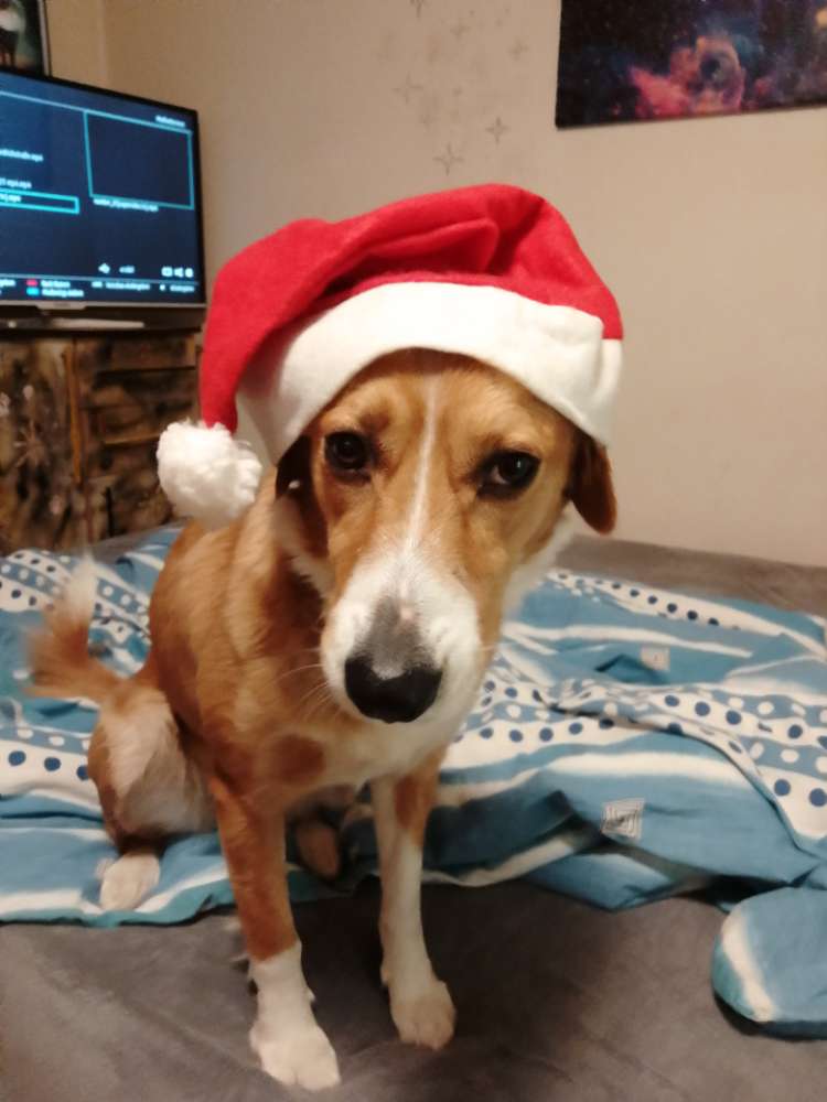 Hundetreffen-Spielrunde mit mehreren Hunden-Profilbild