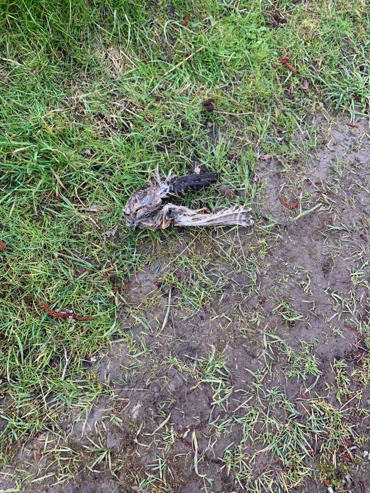 Giftköder-Vogelkadaver-Profilbild