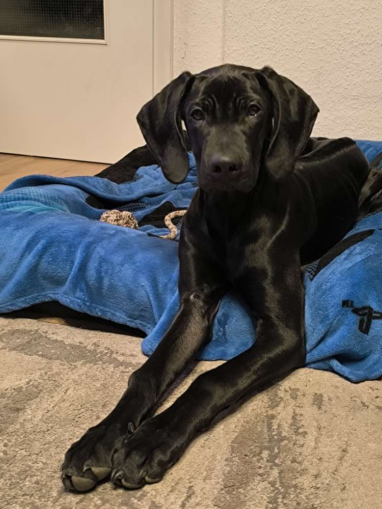 Hundetreffen-Hundebekanntschaften gesucht-Profilbild