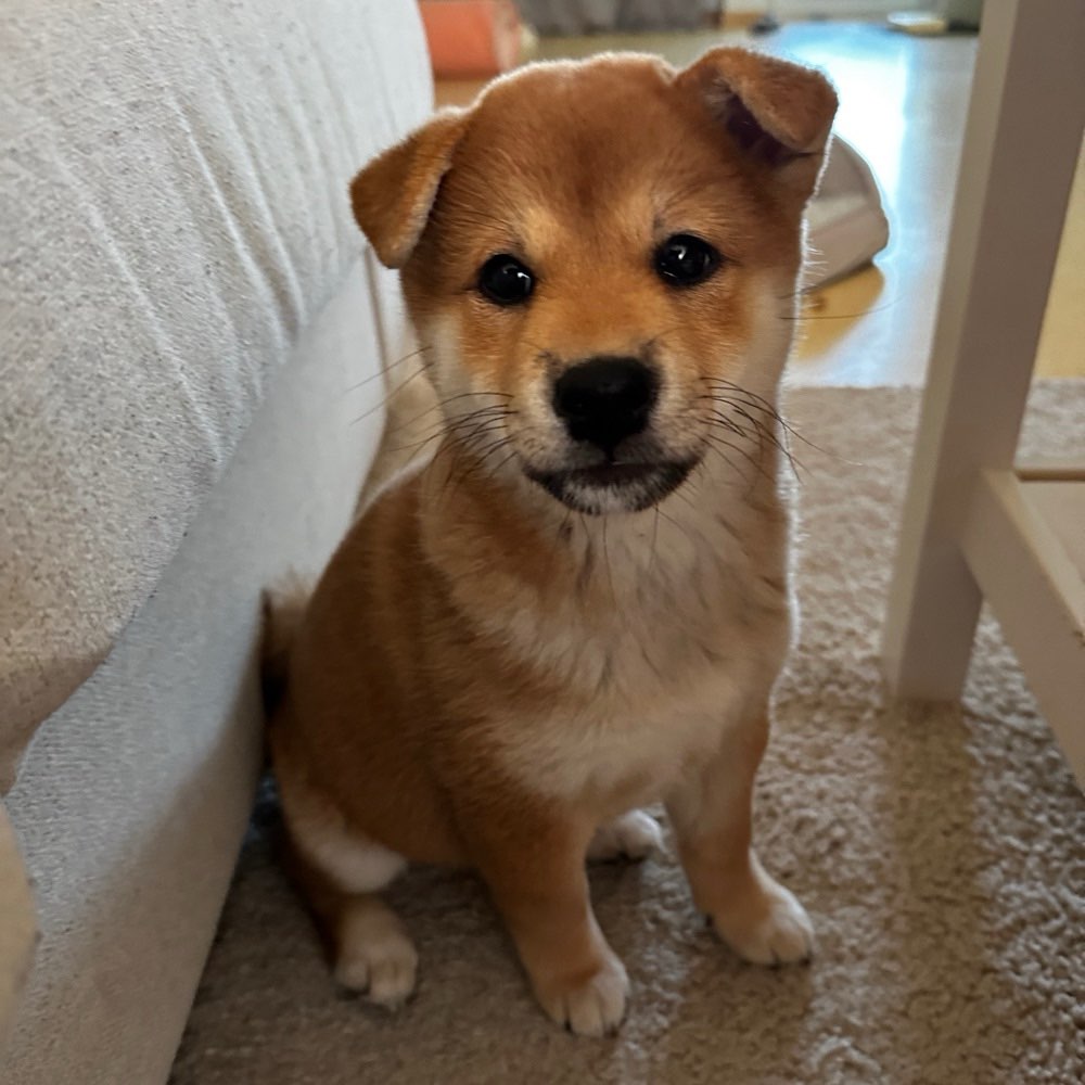 Hundetreffen-Neue Kontakte für meinen kleinen Welpen-Profilbild