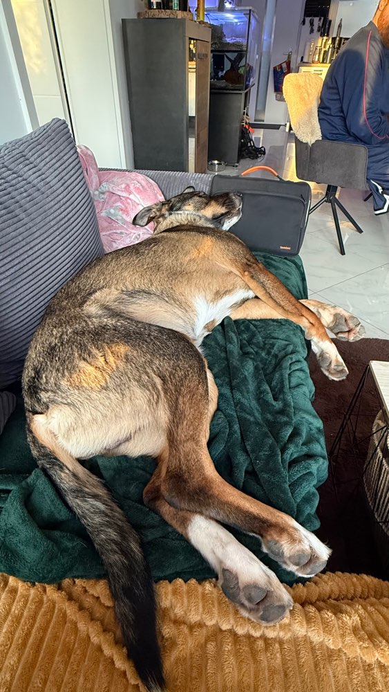 Hundetreffen-Wir suchen Spielfreunde-Profilbild