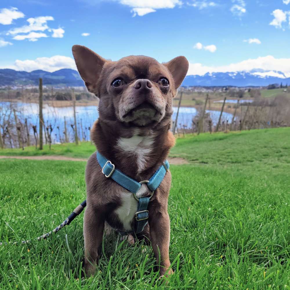 Hundetreffen-Kleine Hunde in Horgen-Profilbild