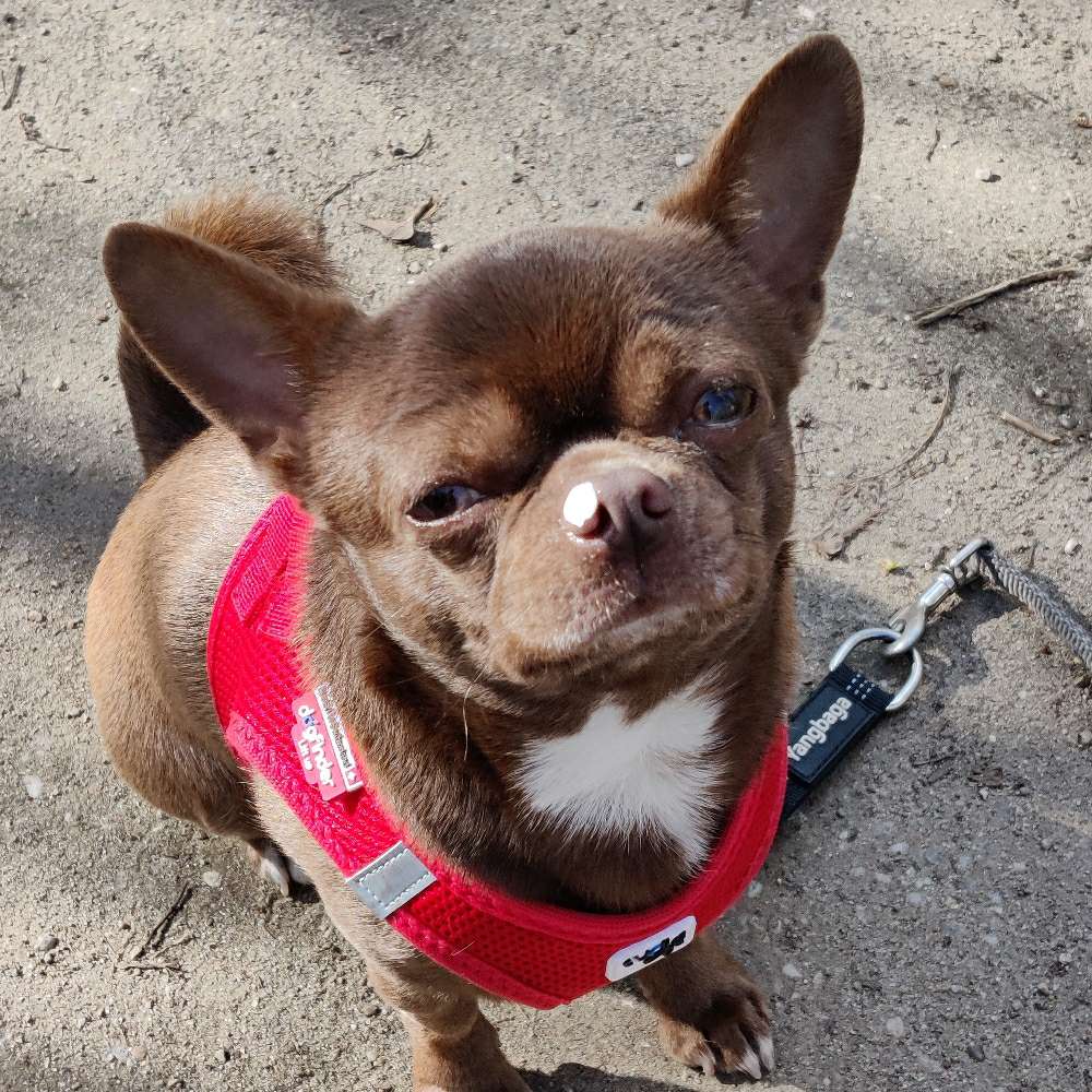 Hundetreffen-Trainingspartner Horgen-Profilbild