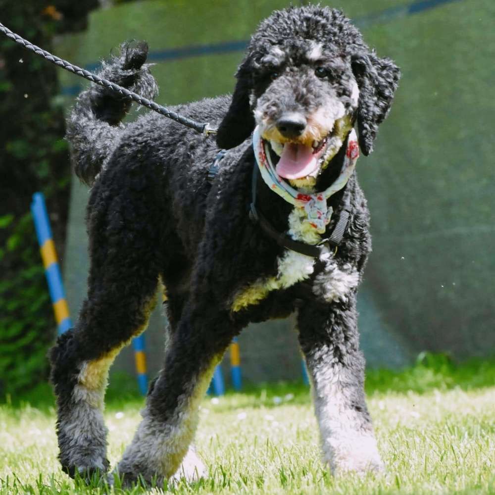 Hundetreffen-Hundetreff und Austausch-Profilbild