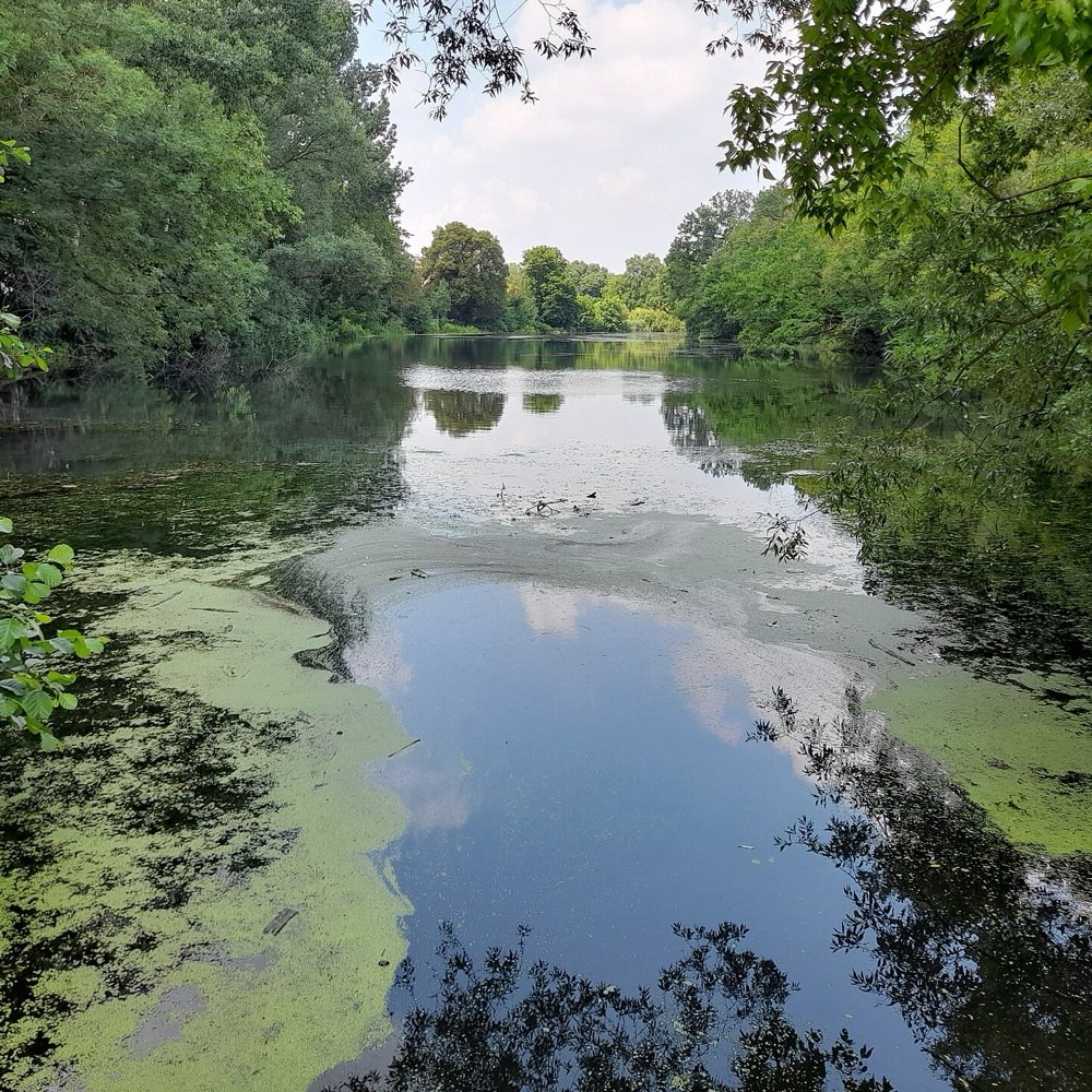 Hundetreffen-Hunderunde in der Aue um Zweimen-Profilbild