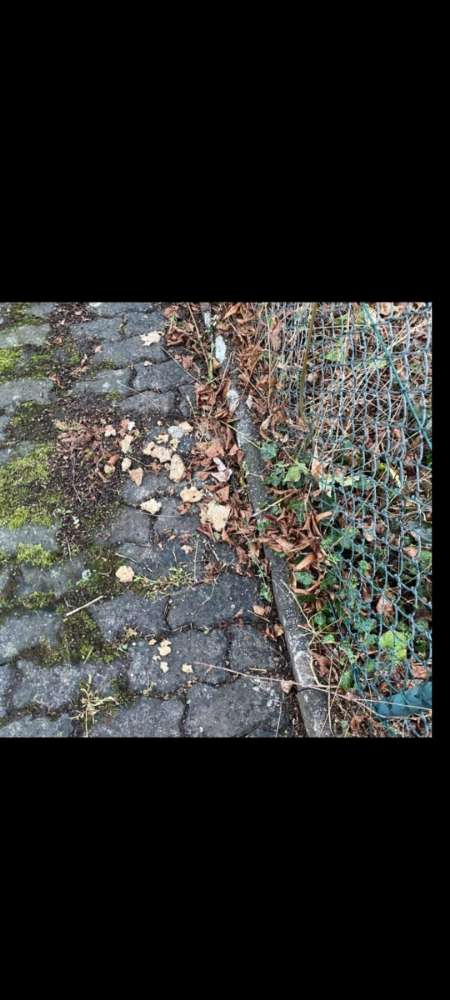 Giftköder-Giftköder-Profilbild