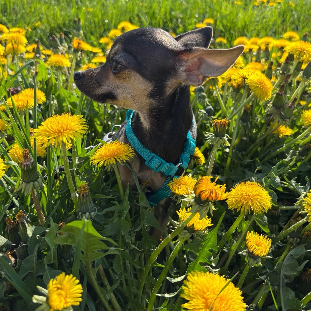 Hundetreffen-Chihuahua bzw kleine Hunde 😉-Profilbild
