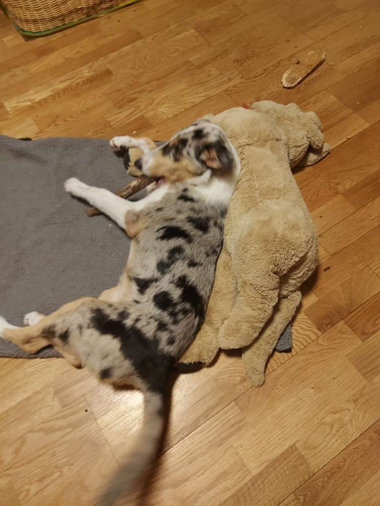 Hundetreffen-Welpen Junghund Spielpartner-Profilbild