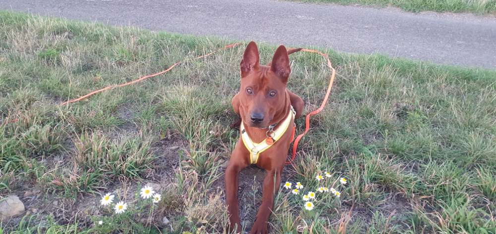 Hundetreffen-Trainingsspaziergang mit Junghund-Profilbild
