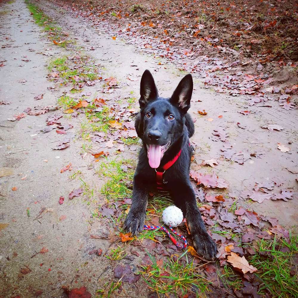 Hundetreffen-Spieletreffen für Hunde jedes Alters und jeder Größe... 🌺-Profilbild