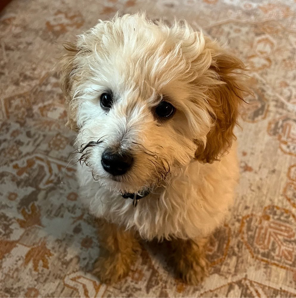 Hundetreffen-Welpentreffen in Bonn Beuel-Profilbild