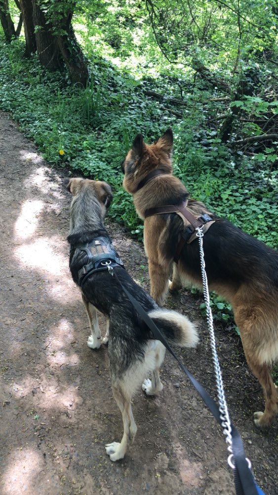 Hundetreffen-Regelmäßige Spieltreffen-Profilbild