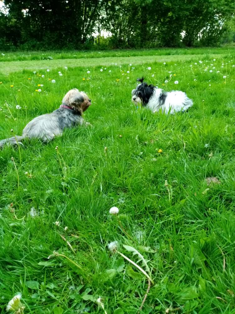 Hundetreffen-Mantrailing  zum Spaß-Profilbild