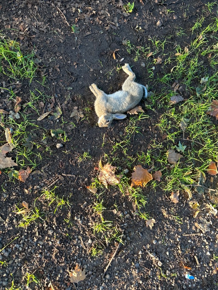 Giftköder-Toter Hase-Profilbild