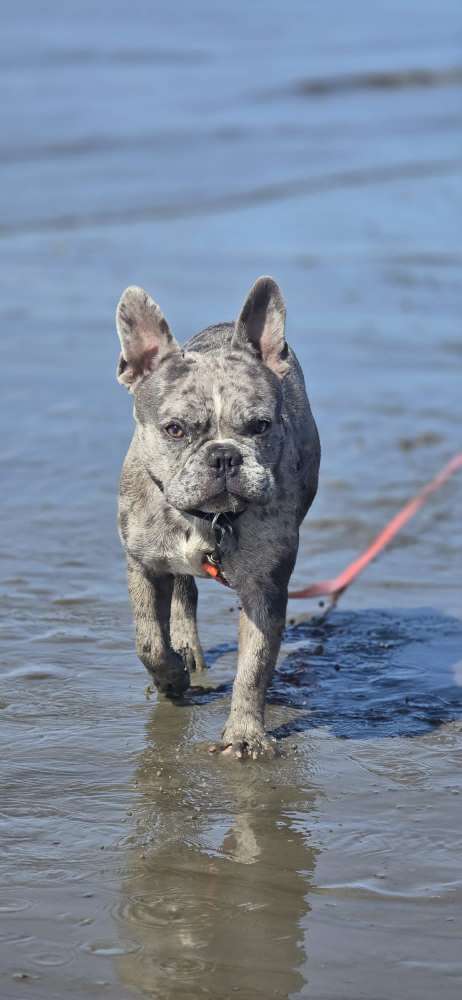 Hundetreffen-Spiel und Gassikumpel*in gesucht-Profilbild