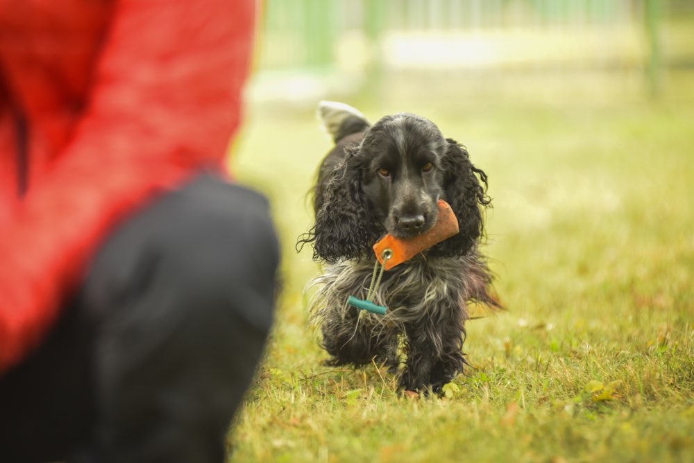 Hundetreffen-Social walk, Apportieren, Training, Spazieren-Profilbild