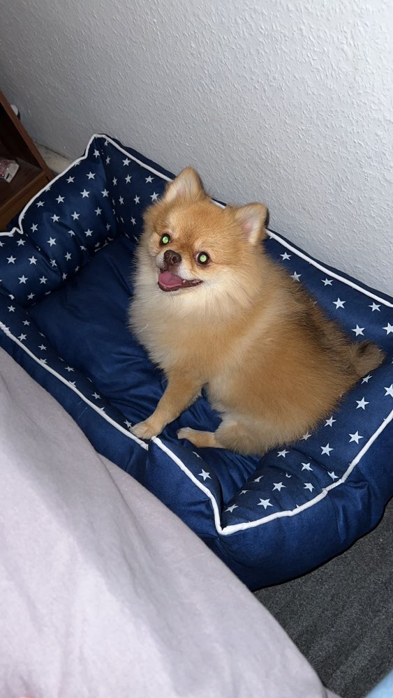 Hundetreffen-Suche weitere Pom  moms oder Dads-Profilbild