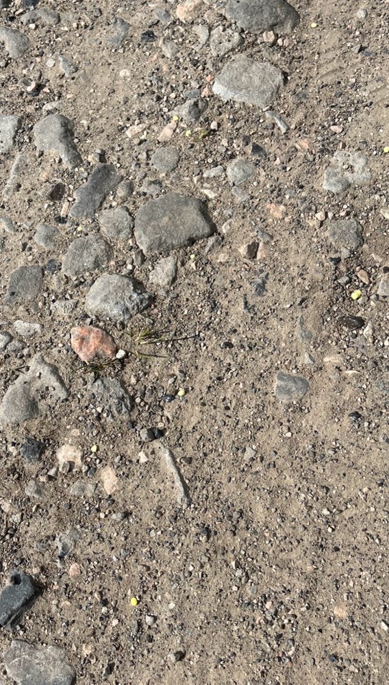 Giftköder-Gelbe Kügelchen, Ortsausgang SZ-Gitter-Profilbild