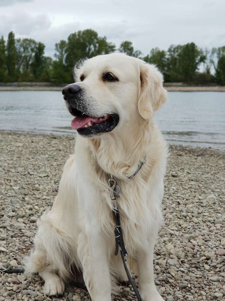 Hundetreffen-Doggovasion-Profilbild